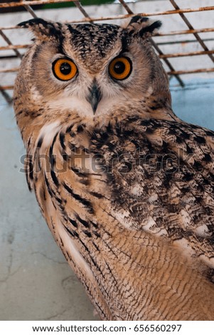 Beautiful owl close-up