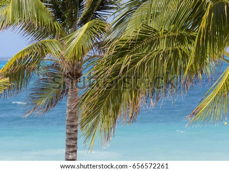 Palm tree leaves against the turquoise sea.