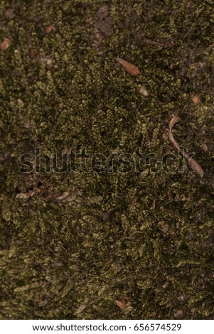 picture of moss, close up