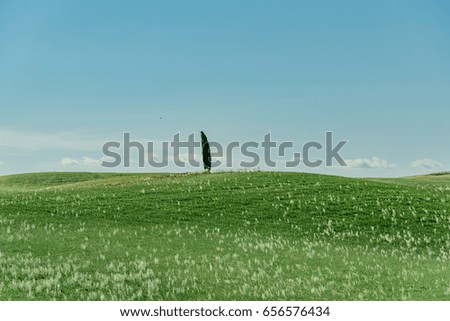 Green hills with trees in the wind in the Tuscan countryside