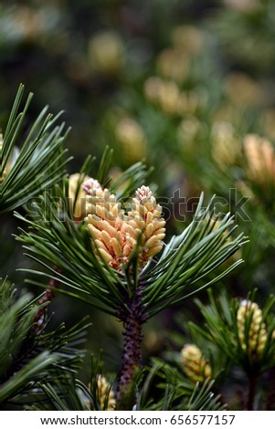 Selective focus close-up photography. Decorative pine with young cones. Fresh spruce shoot, natural background.