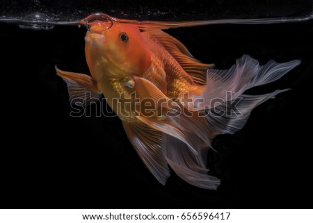 Goldfish open mouth & trying to breathe on surface water pump