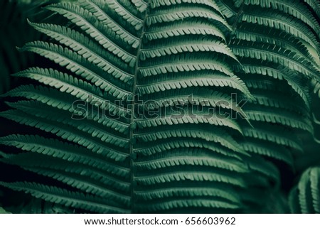 Beautiful fern leaves green foliage natural floral fern background. Kale color of the picture.