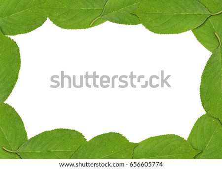 Frame made of green spring cherry tree leaf 
