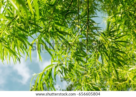 Bamboo plants in the park, exotic natural background