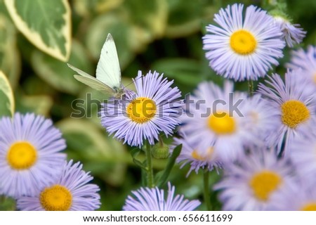 Close up beautiful blue violet aromatic aster flowers in the garden outdoor. Delicate white butterfly on the blossom. Shallow depth of focus. Spring concept.