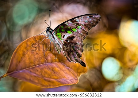 Beautiful butterfly photo with light brown and green wings resting on orange leaf, natural beauty photo with light green bokeh lights, mystical forest nature autumn background photo
