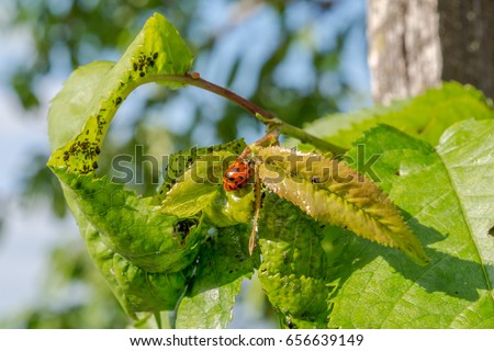 Ladybird beetle on a sherry tree with many louse and vermin