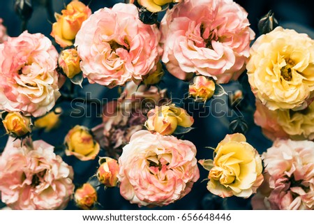 Blooming rose bushes close up in the garden. Summer natural background