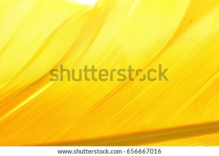 Density of Yellow Color Feather, macro detail of each thin line. Concept of Freedom, lightweight and sky, white background