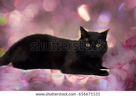 Fat black Bombay cat