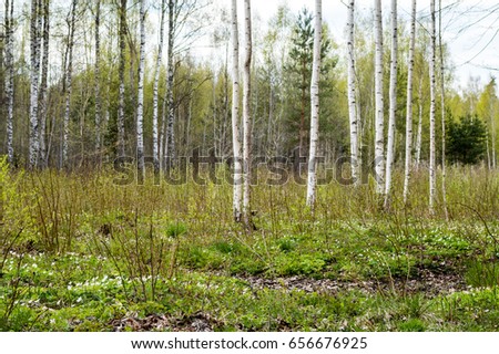 Misty morning in the woods with tree trunks and green foliage and fresh grass of spring