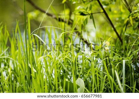 Spring first fresh green grass in the sunshine with a drop of dew. Abstract natural background