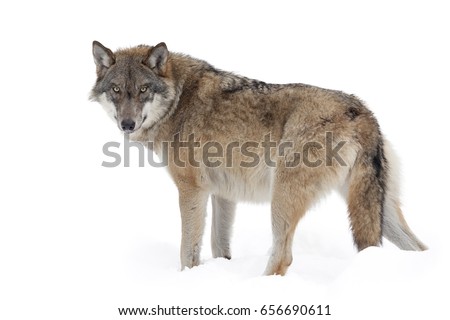 Grey wolf isolated on white