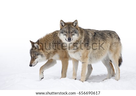 Two Grey wolves in the snow