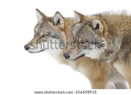 Two Grey wolves isolated on white