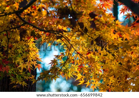 Autumn is approaching and for many photographers, it’s their favorite season for taking pictures. With the vibrant colors and cool air comes ideal times to capture the beauty that Autumn brings.