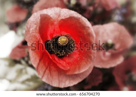 Poppies Flowers in a vase