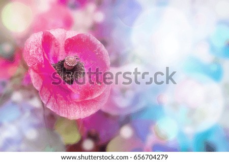 pink blur Poppy Flower on blue backgraund