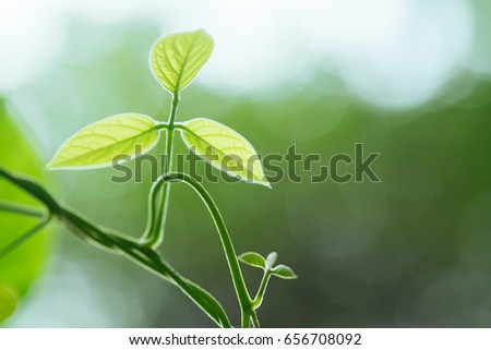 the soft blur of green leaves on the green backgrounds