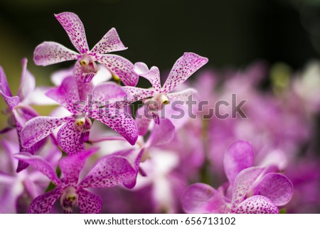 Purple Orchid, Love & Thanksgiving trees, National Flowers of Indonesia,Singapore