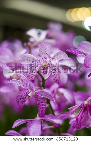 Purple Orchid, Queen of Flowers, Love & Thanksgiving trees, National Flowers of Indonesia,  Singapore