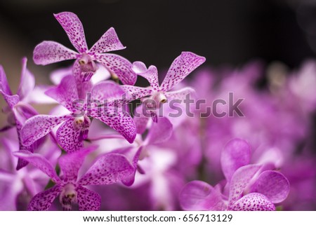 Purple Orchid, Queen of Flowers, Love & Thanksgiving trees, National Flowers of Indonesia, Singapore