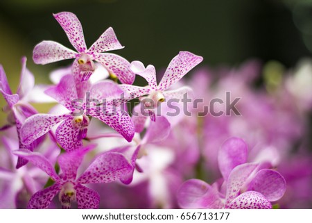 Purple Orchid, Queen of Flowers, Love & Thanks giving sign, National Flowers of Indonesia, Singapore