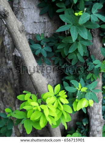 backdrop background picture of green plant leaves shallow depth of field under shiny sunlight and environment in nature outdoor for relax mood and concept