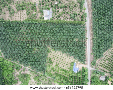 Aerial shot palm oil plant from drone