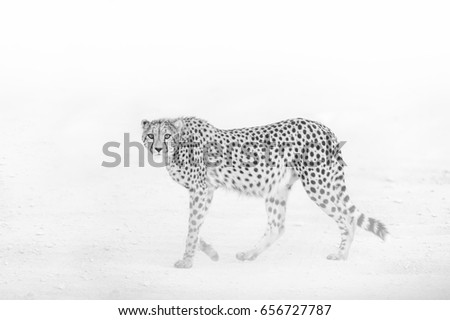 Cheetah in the dust of the road