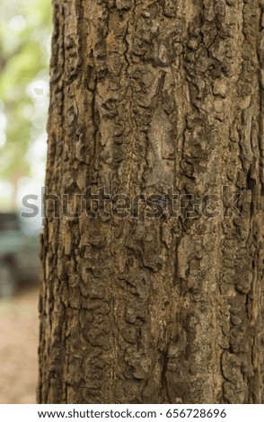  Bark tree nature background.