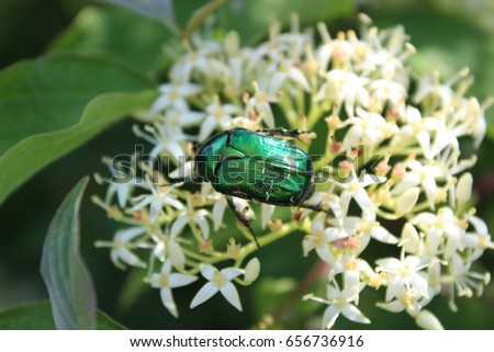 Green beetle on small white flowers