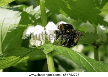 bumblebee pollinating flowers nettle