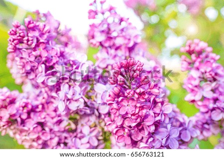 Lilac flowers bunch violet art design background. Beautiful violet Lilac flower closeup.