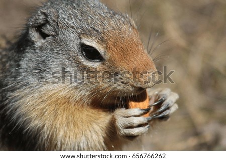 Squirrel Eating Almond Closeup