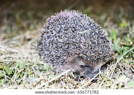 A hedgehog on a grass