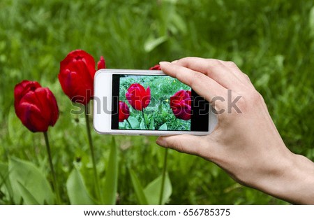 photographed red tulip flowers, warm spring afternoon against a background of green grass