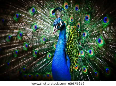 Portrait of beautiful peacock with feathers out Royalty-Free Stock Photo #65678656