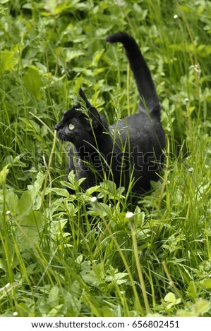Beautiful black cat on a green meadow