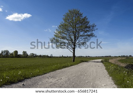 Road, meadow, tree and cloud on blue sky background
