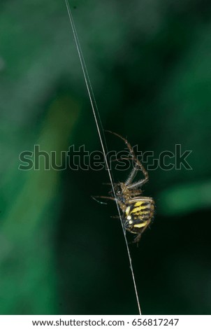 Argiope bruennichi-type Orb-web. spider crawling on a spider web on a green background