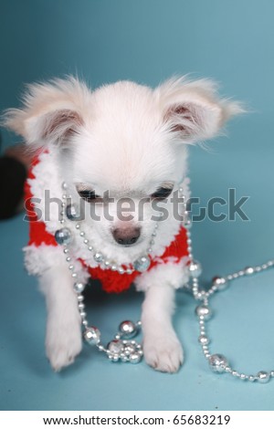 Chihuahua pup playing with xmas decoration colored background