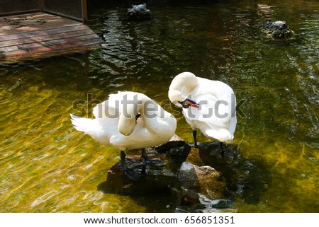 White swan on a pond