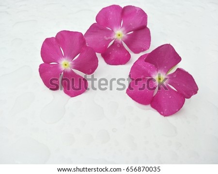 Pink flowers on the white table after the rain.