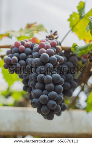 Black grape in the farm and green leave of grape. Horizontal picture.
