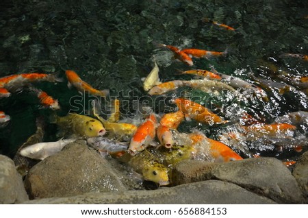 Fancy carp or Koi fish swimming at pond in the garden