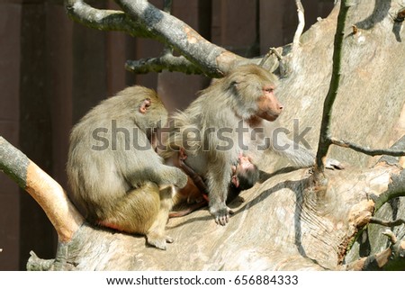 Two female Hamadryas Baboons are sitting on a tree with newborn baboon.