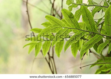 Green leave on nature background.