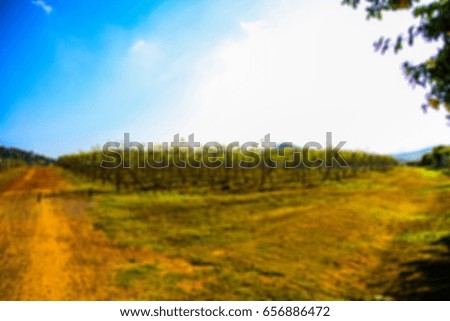 Blur background of grapeyard
